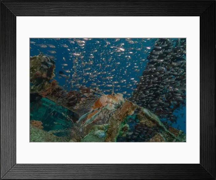 Framed Print : Lionfish in the Red Sea colorful fish, Eilat Israel Framed Print : Lionfish in the Red Sea colorful fish, Eilat Israel