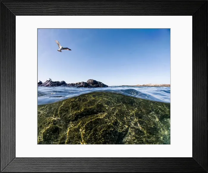 Framed Print : A seagull soars above the water's surface Framed Print : A seagull soars above the water's surface