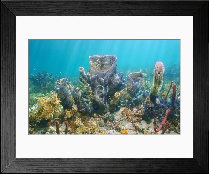 Framed Print : Branching vase sponge with brittle star underwater life in the Caribbean sea, natural scene, Panama, Central America