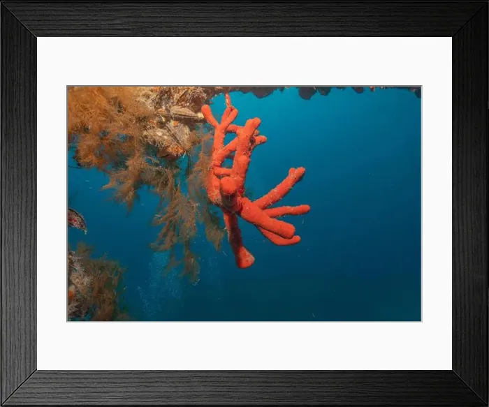 Framed Print : Coral reef and water plants in the Red Sea, Eilat Israel Framed Print : Coral reef and water plants in the Red Sea, Eilat Israel