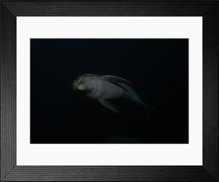 Framed Print : Dolphin swimming in the Red Sea, Eilat Israel Framed Print : Dolphin swimming in the Red Sea, Eilat Israel