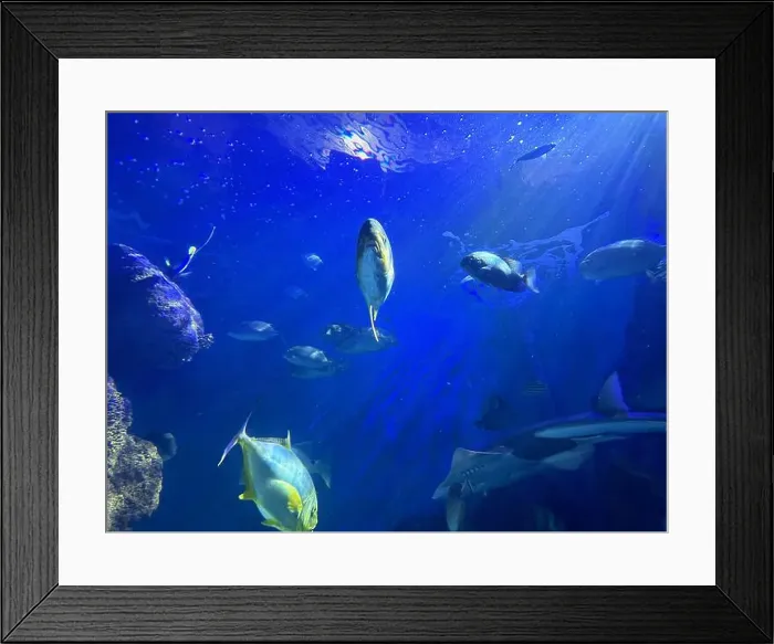 Framed Print : Different fishes swimming in sea, low angle view. Underwater world