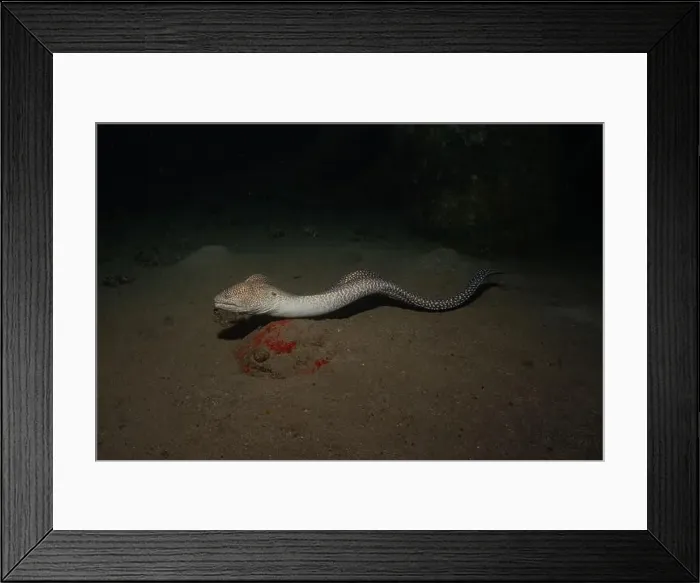 Framed Print : Moray eel Mooray lycodontis undulatus in the Red Sea, Eilat Israel Framed Print : Moray eel Mooray lycodontis undulatus in the Red Sea, Eilat Israel