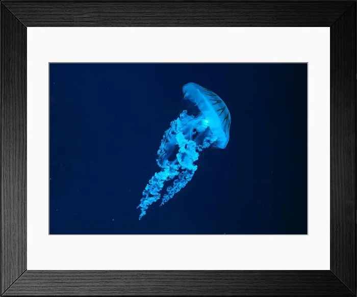 Framed Print : Jellifish South american sea nettle Framed Print : Jellifish South american sea nettle
