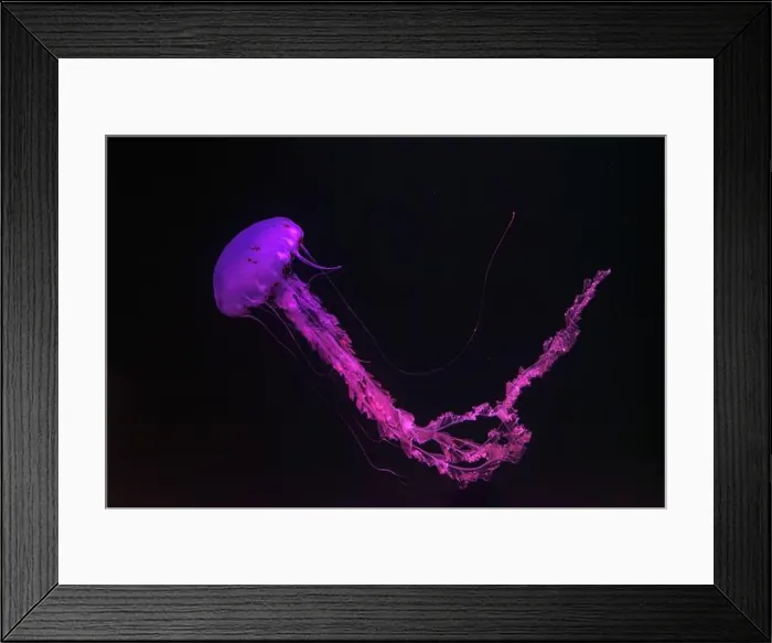 Framed Print : Purple-striped Jellyfish, Chrysaora colorata swimming in dark water of aquarium tank illuminated with pink neon light