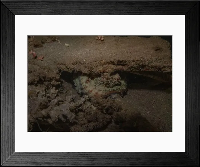 Framed Print : Octopus king of camouflage in the Red Sea, Eilat Israel Framed Print : Octopus king of camouflage in the Red Sea, Eilat Israel
