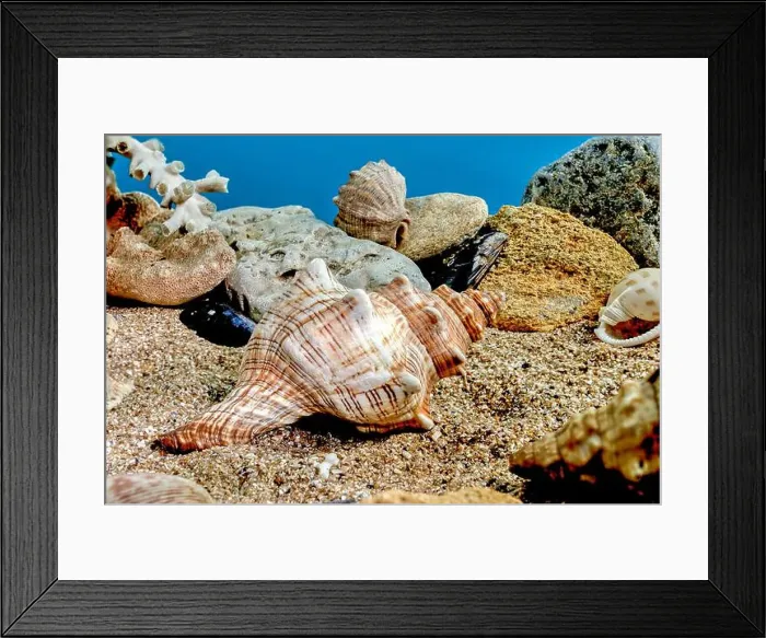 Framed Print : Pleuroploca trapezium or Trapezium fascilarium seashell on a sand underwater Framed Print : Pleuroploca trapezium or Trapezium fascilarium seashell on a sand underwater