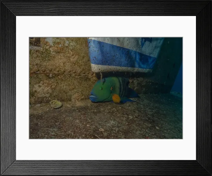 Framed Print : Fish swimming in the Red Sea, colorful fish, Eilat Israel Framed Print : Fish swimming in the Red Sea, colorful fish, Eilat Israel
