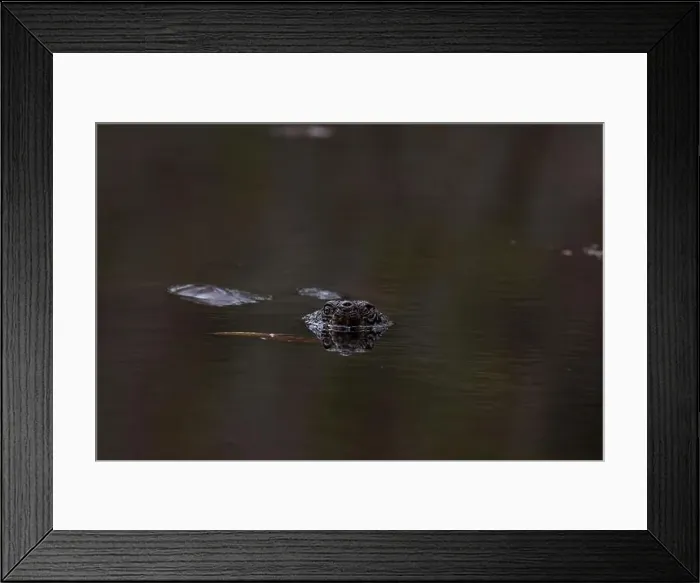 Framed Print : Water turtle swimming with prey in the water Framed Print : Water turtle swimming with prey in the water
