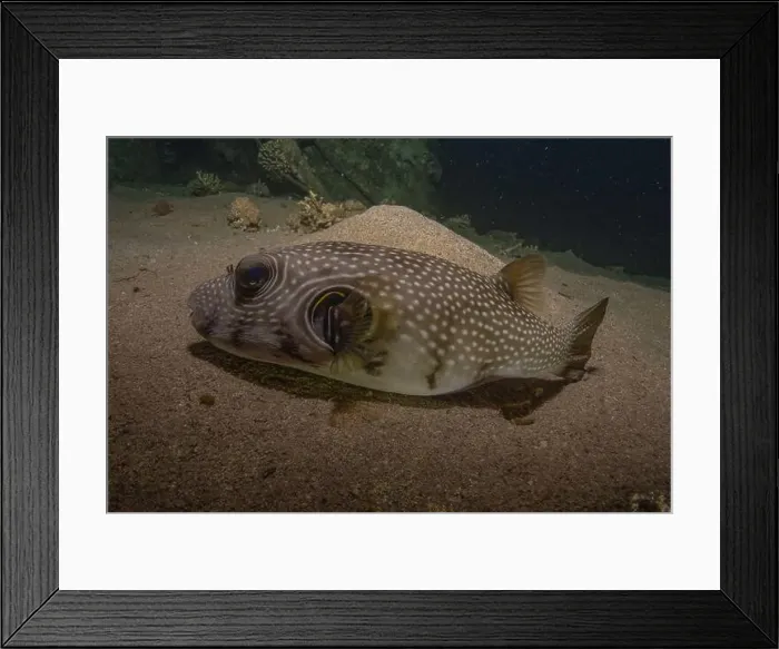 Framed Print : Fish swimming in the Red Sea, colorful fish, Eilat Israel Framed Print : Fish swimming in the Red Sea, colorful fish, Eilat Israel