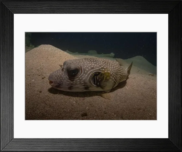 Framed Print : Fish swimming in the Red Sea, colorful fish, Eilat Israel Framed Print : Fish swimming in the Red Sea, colorful fish, Eilat Israel