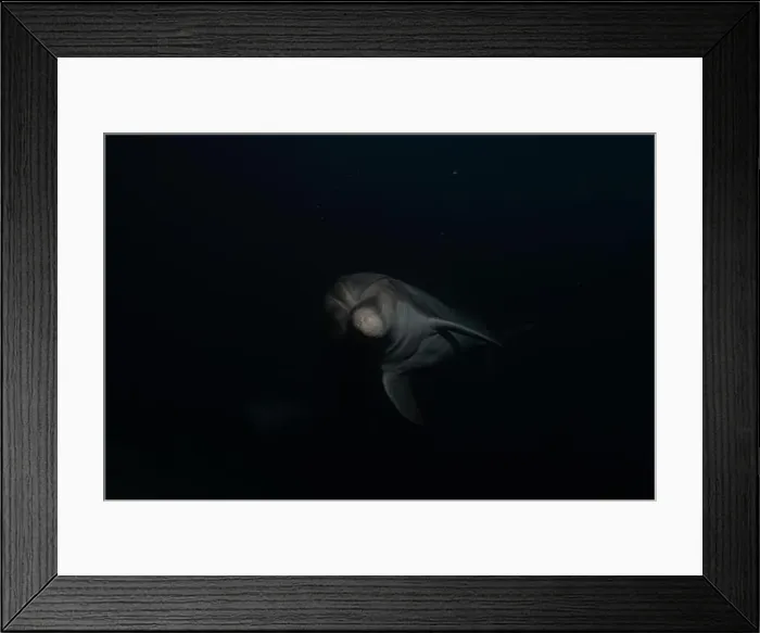 Framed Print : Dolphin swimming in the Red Sea, Eilat Israel Framed Print : Dolphin swimming in the Red Sea, Eilat Israel