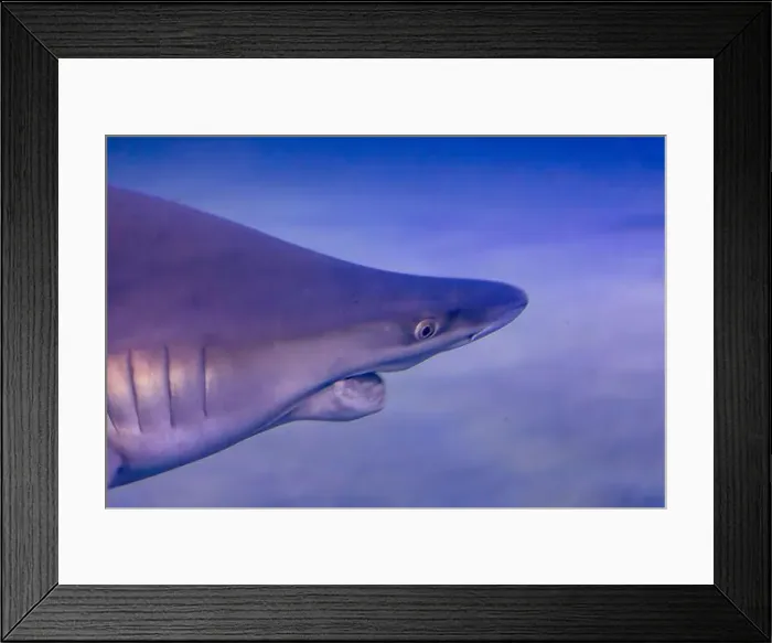 Framed Print : Underwater Shark Encounter: Captivating Marine Wildlife Framed Print : Underwater Shark Encounter: Captivating Marine Wildlife