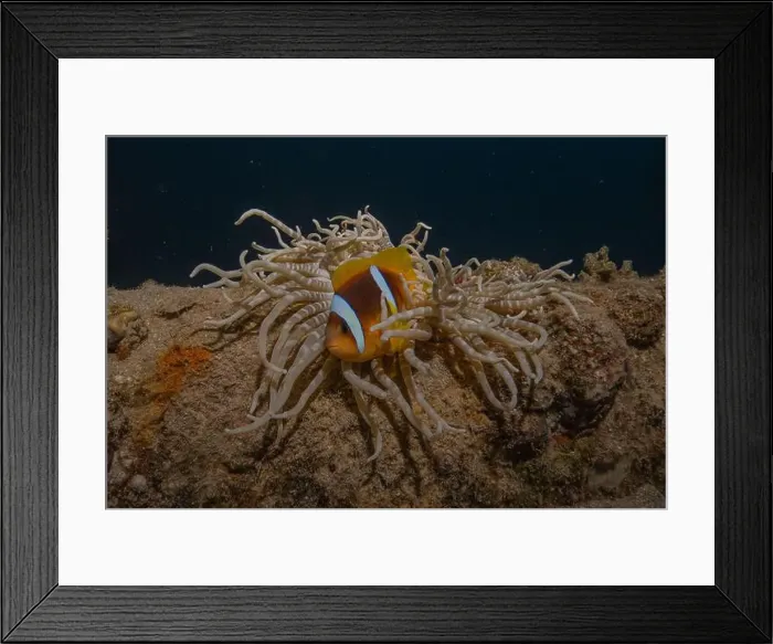 Framed Print : Coral reef and water plants in the Red Sea, Eilat Israel Framed Print : Coral reef and water plants in the Red Sea, Eilat Israel