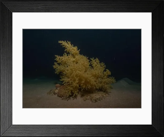 Framed Print : Coral reef and water plants in the Red Sea, Eilat Israel