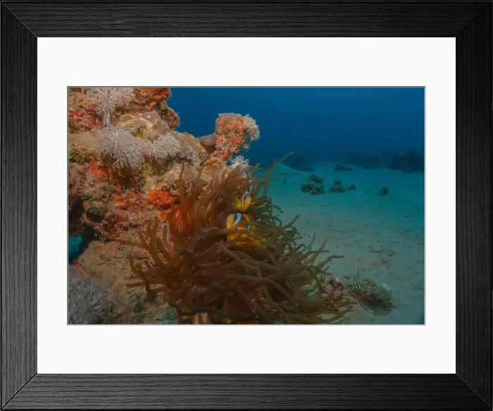 Framed Print : Coral reef and water plants in the Red Sea, Eilat Israel
