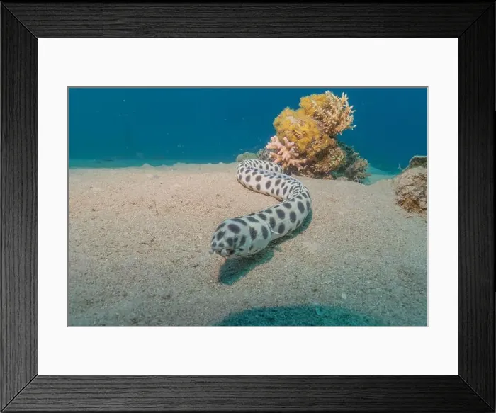 Framed Print : Tiger Snake Eel in the Red Sea Colorful and beautiful, Eilat Israel Framed Print : Tiger Snake Eel in the Red Sea Colorful and beautiful, Eilat Israel
