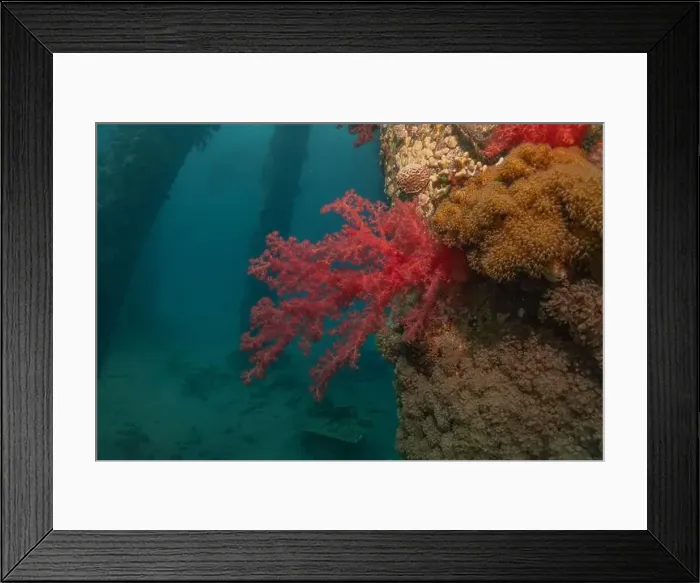 Framed Print : Coral reef and water plants in the Red Sea, Eilat Israel Framed Print : Coral reef and water plants in the Red Sea, Eilat Israel