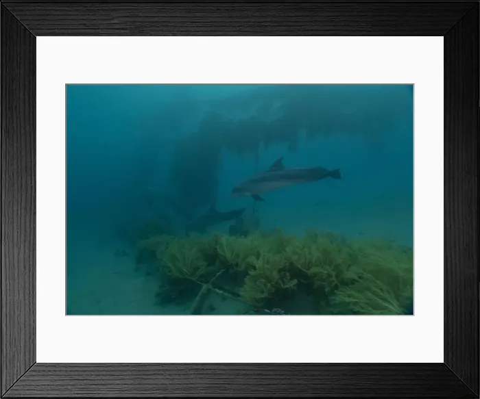 Framed Print : Dolphin swimming in the Red Sea, Eilat Israel Framed Print : Dolphin swimming in the Red Sea, Eilat Israel