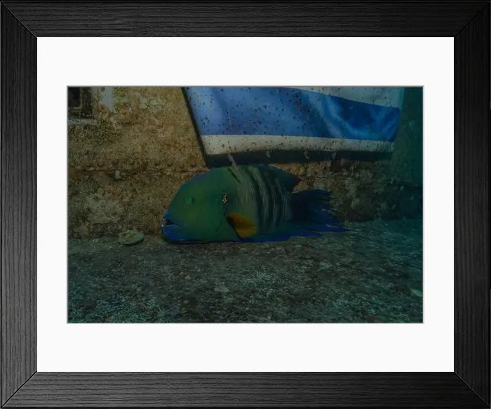 Framed Print : Fish swimming in the Red Sea, colorful fish, Eilat Israel Framed Print : Fish swimming in the Red Sea, colorful fish, Eilat Israel