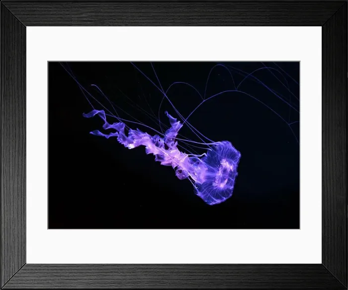 Framed Print : Black sea nettle, Chrysaora achlyos swimming in dark water of aquarium tank with purple neon light Framed Print : Black sea nettle, Chrysaora achlyos swimming in dark water of aquarium tank with purple neon light