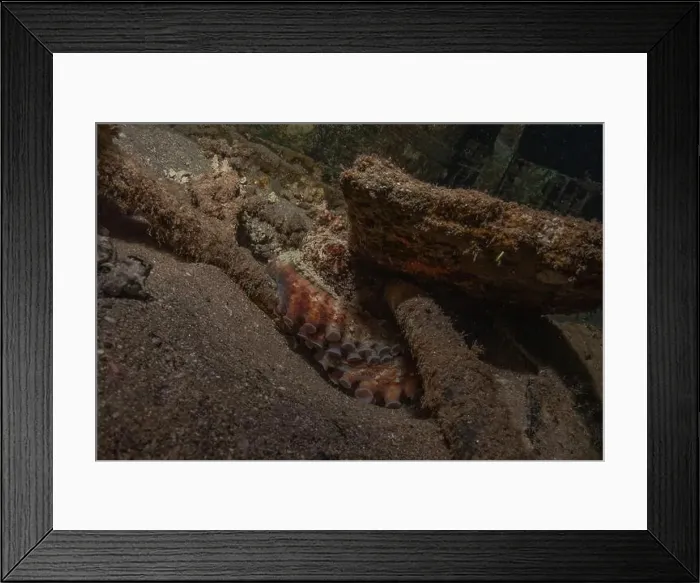 Framed Print : Octopus king of camouflage in the Red Sea, Eilat Israel Framed Print : Octopus king of camouflage in the Red Sea, Eilat Israel