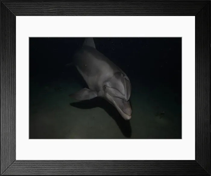 Framed Print : Dolphin swimming in the Red Sea, Eilat Israel Framed Print : Dolphin swimming in the Red Sea, Eilat Israel