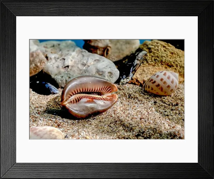 Framed Print : Mauritia Mauritiana or chocolate cowry, humpback cowry, seashell on a sand underwater Framed Print : Mauritia Mauritiana or chocolate cowry, humpback cowry, seashell on a sand underwater