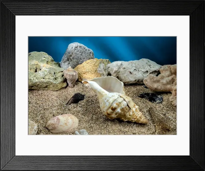 Framed Print : Pleuroploca trapezium sea snail shell Cassis Tuberosa on a sand underwater Framed Print : Pleuroploca trapezium sea snail shell Cassis Tuberosa on a sand underwater