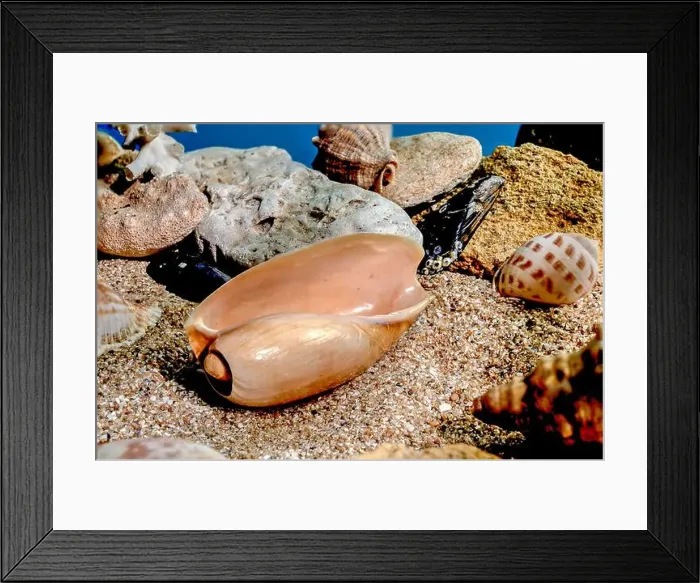 Framed Print : Orange Ornate olive snail or cryptospira seashell on a sand underwater Framed Print : Orange Ornate olive snail or cryptospira seashell on a sand underwater
