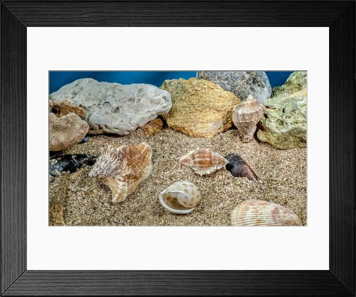 Framed Print : Several different seashells on a sand underwater Framed Print : Several different seashells on a sand underwater
