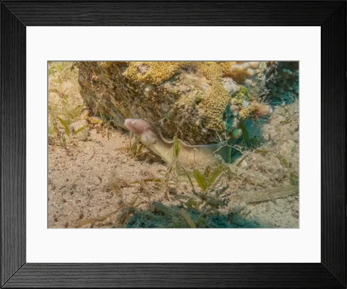 Framed Print : Moray eel Mooray lycodontis undulatus in the Red Sea, Eilat Israel Framed Print : Moray eel Mooray lycodontis undulatus in the Red Sea, Eilat Israel