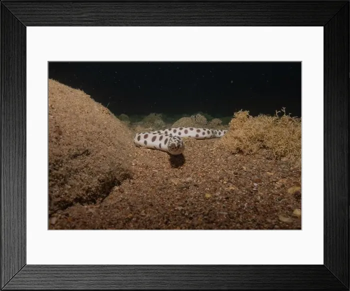 Framed Print : Tiger Snake Eel in the Red Sea Colorful and beautiful, Eilat Israel Framed Print : Tiger Snake Eel in the Red Sea Colorful and beautiful, Eilat Israel