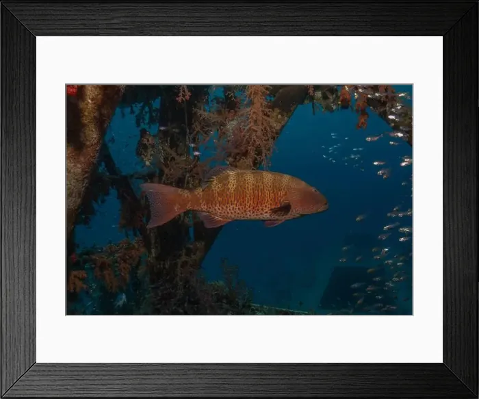 Framed Print : Fish swimming in the Red Sea, colorful fish, Eilat Israel Framed Print : Fish swimming in the Red Sea, colorful fish, Eilat Israel