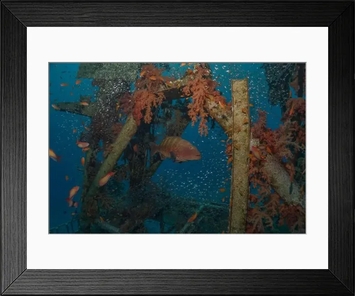 Framed Print : Fish swimming in the Red Sea, colorful fish, Eilat Israel Framed Print : Fish swimming in the Red Sea, colorful fish, Eilat Israel
