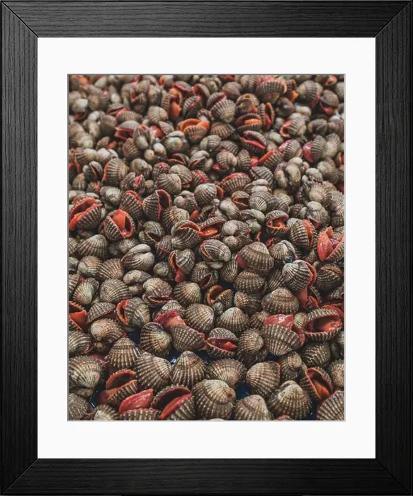 Framed Print : A pile of seashells in various shapes Framed Print : A pile of seashells in various shapes