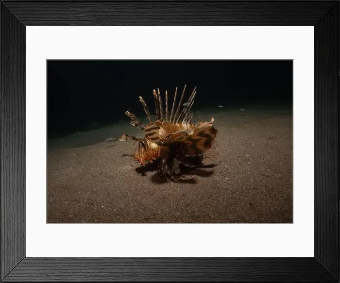 Framed Print : Lionfish in the Red Sea colorful fish, Eilat Israel Framed Print : Lionfish in the Red Sea colorful fish, Eilat Israel
