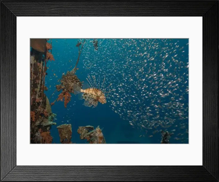Framed Print : Lionfish in the Red Sea colorful fish, Eilat Israel Framed Print : Lionfish in the Red Sea colorful fish, Eilat Israel