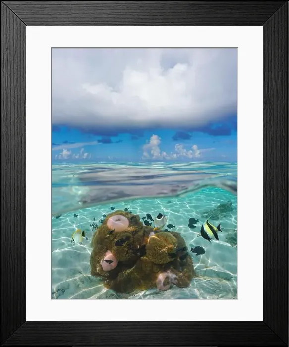 Framed Print : Seascape blue sky with cloud and tropical fish with sea anemones underwater Framed Print : Seascape blue sky with cloud and tropical fish with sea anemones underwater
