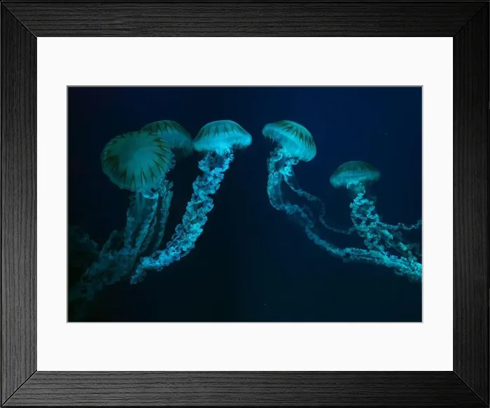 Framed Print : Group of Jellifish South american sea nettle Framed Print : Group of Jellifish South american sea nettle