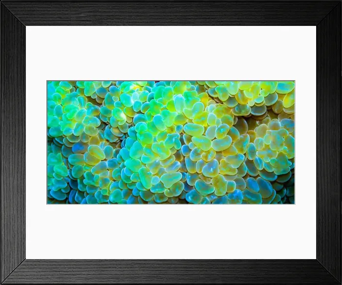 Framed Print : Opal Bubble Coral, Grape Coral, Pearl Coral, Bladder Coral, Plerogyra sinuosa, Coral Reef, Red Sea, Egypt, Africa Framed Print : Opal Bubble Coral, Grape Coral, Pearl Coral, Bladder Coral, Plerogyra sinuosa, Coral Reef, Red Sea, Egypt, Africa