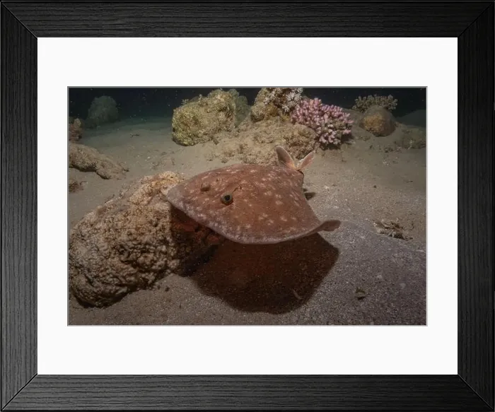 Framed Print : Torpedo sinuspersici On the seabed in the Red Sea, Israel Framed Print : Torpedo sinuspersici On the seabed in the Red Sea, Israel