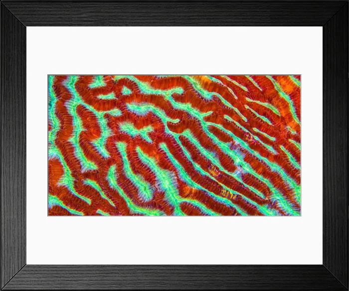 Framed Print : Brain Coral, Stony coral, Reef Building Corals Framed Print : Brain Coral, Stony coral, Reef Building Corals