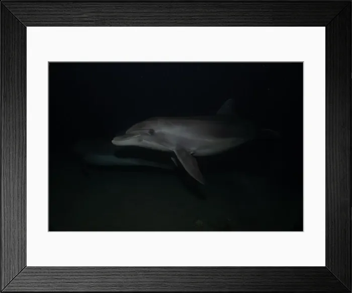 Framed Print : Dolphin swimming in the Red Sea, Eilat Israel Framed Print : Dolphin swimming in the Red Sea, Eilat Israel