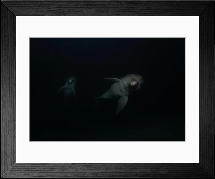 Framed Print : Dolphin swimming in the Red Sea, Eilat Israel Framed Print : Dolphin swimming in the Red Sea, Eilat Israel