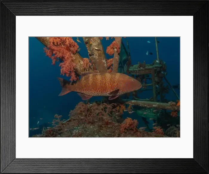 Framed Print : Fish swimming in the Red Sea, colorful fish, Eilat Israel Framed Print : Fish swimming in the Red Sea, colorful fish, Eilat Israel