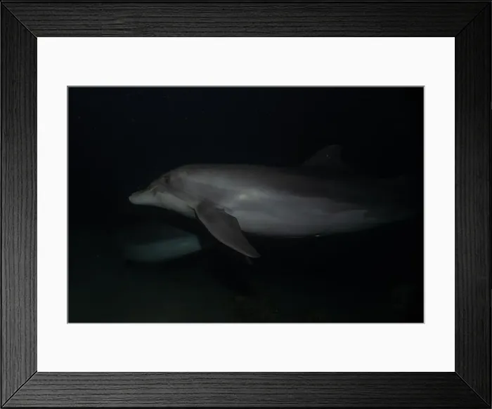 Framed Print : Dolphin swimming in the Red Sea, Eilat Israel Framed Print : Dolphin swimming in the Red Sea, Eilat Israel
