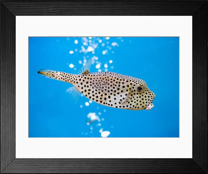 Framed Print : Horn-nosed Boxfish (Ostracion rhinorhynchos) / Trunkfish Framed Print : Horn-nosed Boxfish (Ostracion rhinorhynchos) / Trunkfish