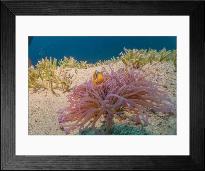 Framed Print : Coral reef and water plants in the Red Sea, Eilat Israel Framed Print : Coral reef and water plants in the Red Sea, Eilat Israel