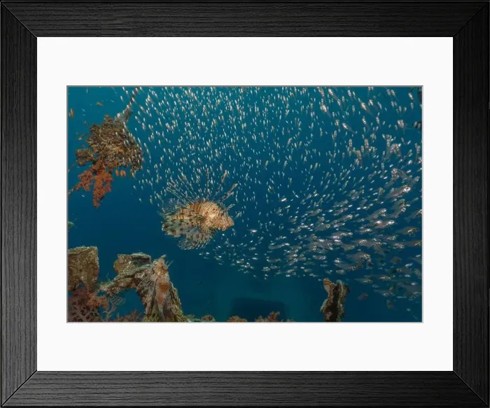 Framed Print : Lionfish in the Red Sea colorful fish, Eilat Israel Framed Print : Lionfish in the Red Sea colorful fish, Eilat Israel